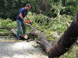 Best Tree Risk Assessment  in Biloxi, MS