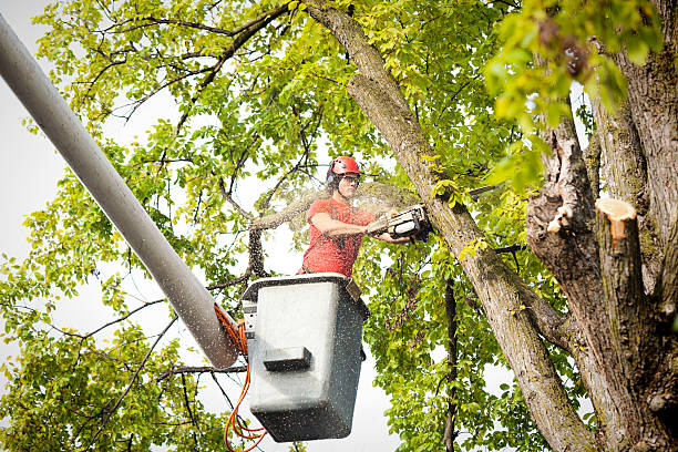 Why Choose Our Tree Removal Services in Biloxi, MS?